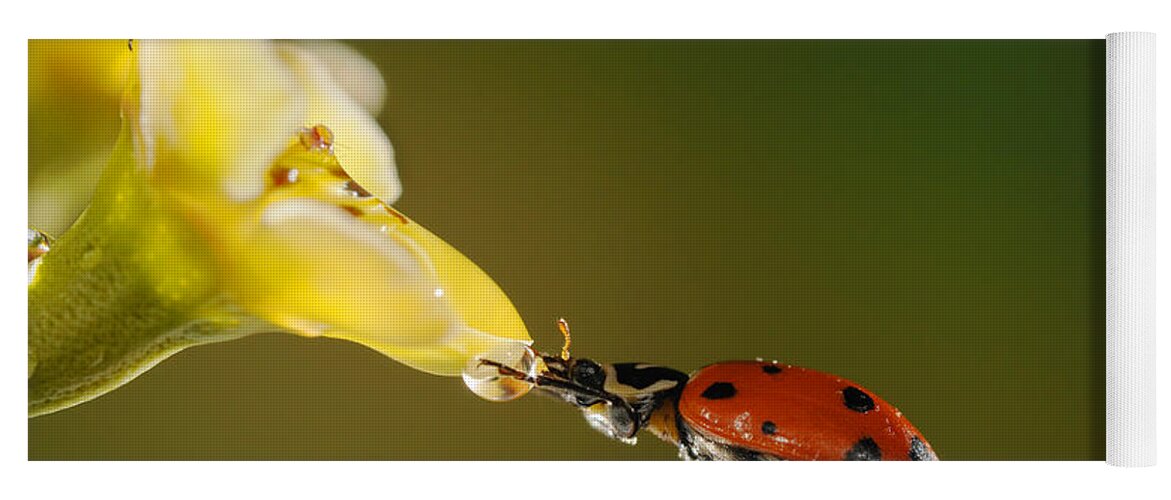 Ladybug Yoga Mat featuring the photograph Ladybug Drinking #2 by Scott Linstead
