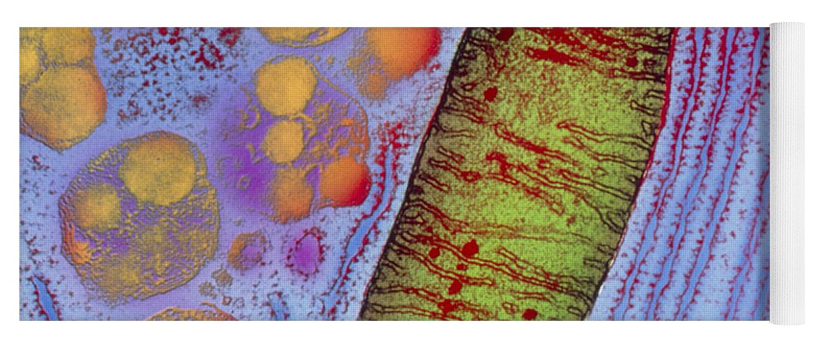 Acinar Cell Yoga Mat featuring the photograph Mitochondrion #2 by Keith R. Porter