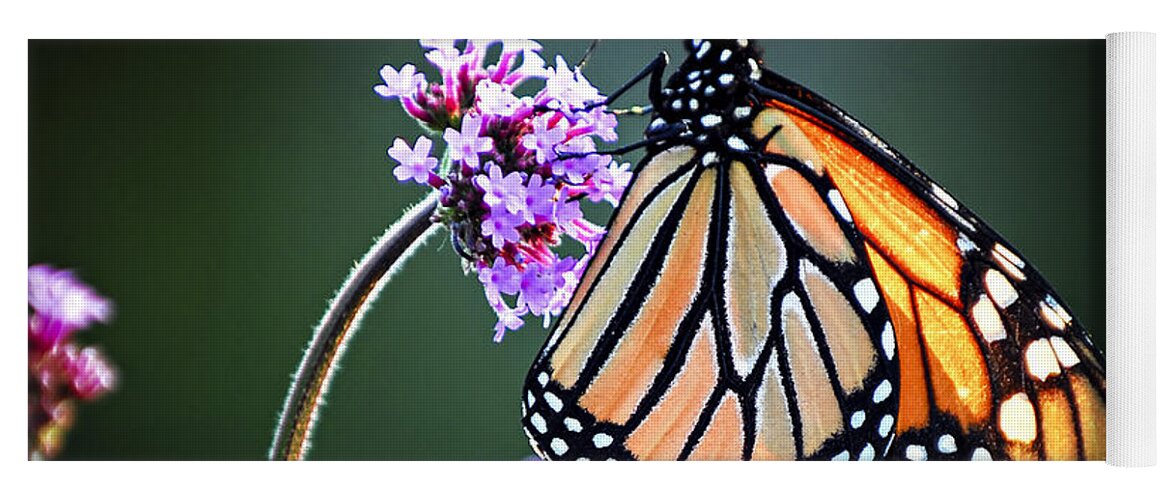Butterfly Yoga Mat featuring the photograph Monarch butterfly 1 by Elena Elisseeva