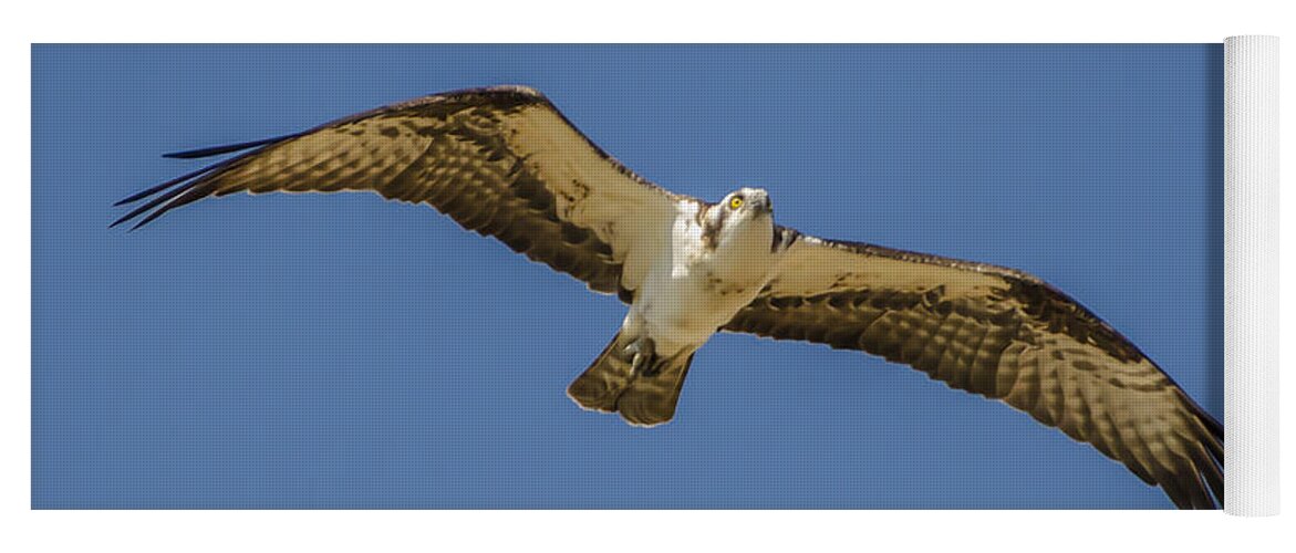 Osprey In Flight Yoga Mat featuring the photograph Osprey in Flight Spreading his Wings by Dale Powell
