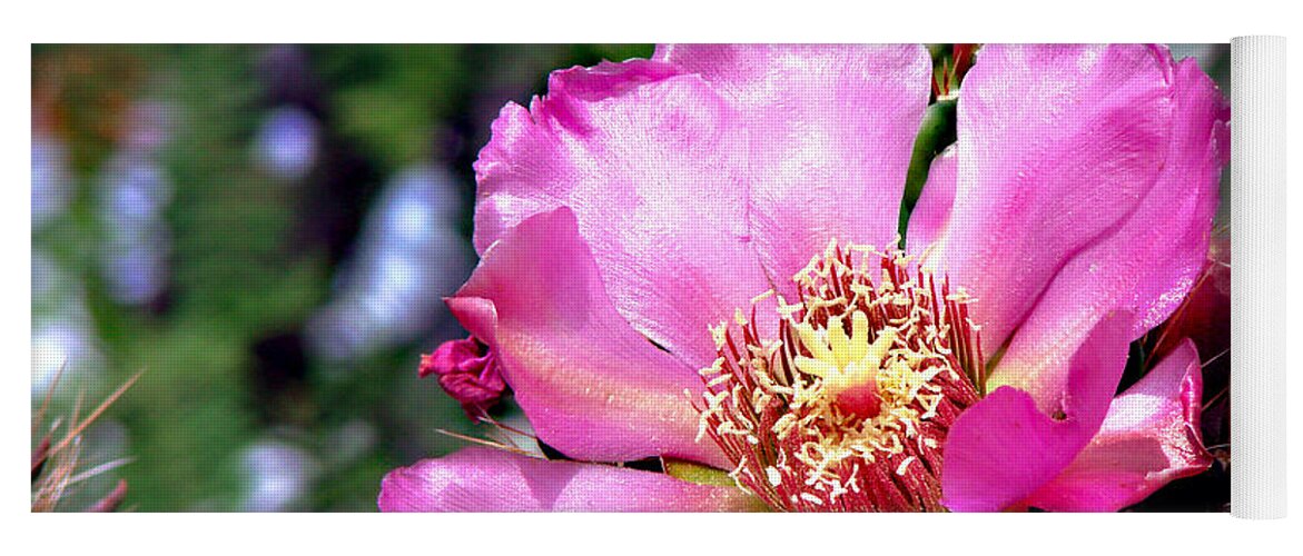 Botanical Yoga Mat featuring the photograph Pink Cactus Flower #2 by Linda Cox