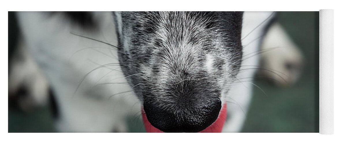 Photography Yoga Mat featuring the photograph Portrait Of Border Collie Mix Dog #2 by Animal Images