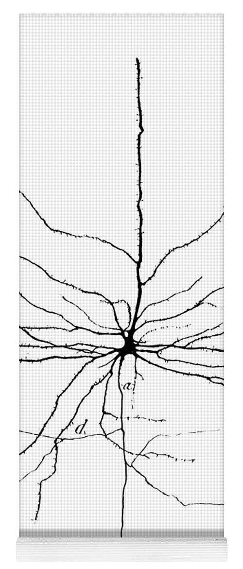 Pyramidal Cell Yoga Mat featuring the photograph Pyramidal Cell In Cerebral Cortex, Cajal by Science Source