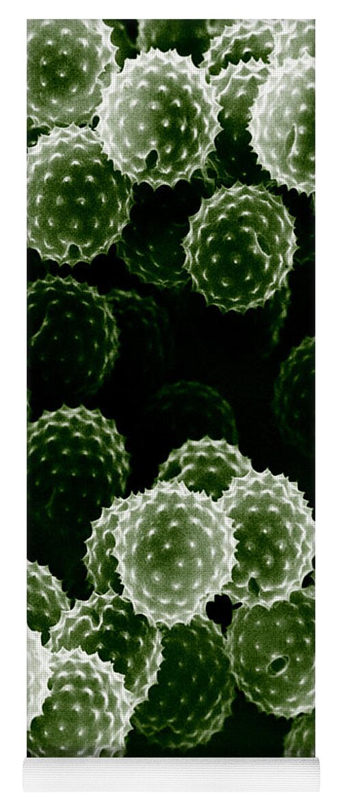 Allergen Yoga Mat featuring the photograph Ragweed Pollen Sem by David M. Phillips / The Population Council