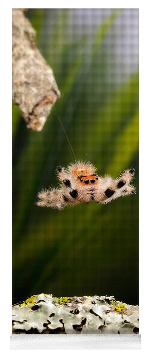 Regius Yoga Mat featuring the photograph Regal Jumping Spider Jumping #1 by Scott Linstead