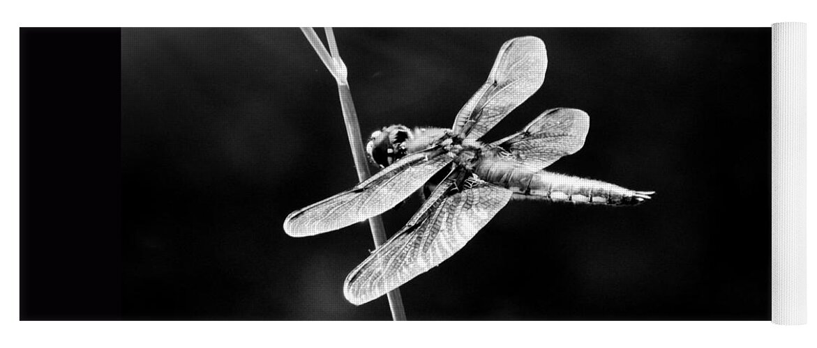 Dragonfly Yoga Mat featuring the photograph Resting In Sunshine #2 by Zinvolle Art