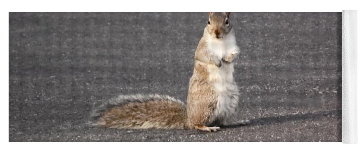 Squirrel Yoga Mat featuring the photograph Squirrel #2 by Karl Rose