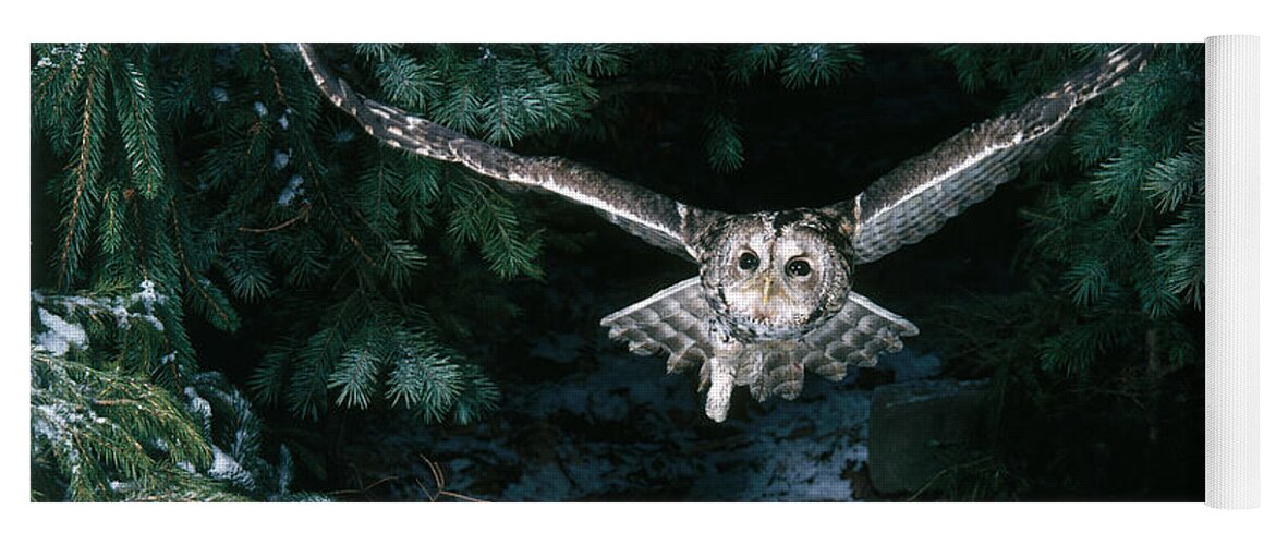 Animal Yoga Mat featuring the photograph Tawny Owl #2 by Hans Reinhard