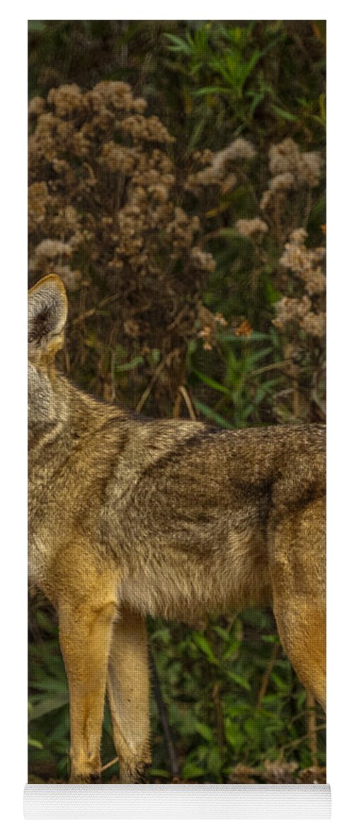 The Coyote Yoga Mat featuring the photograph The Coyote #1 by Ernest Echols