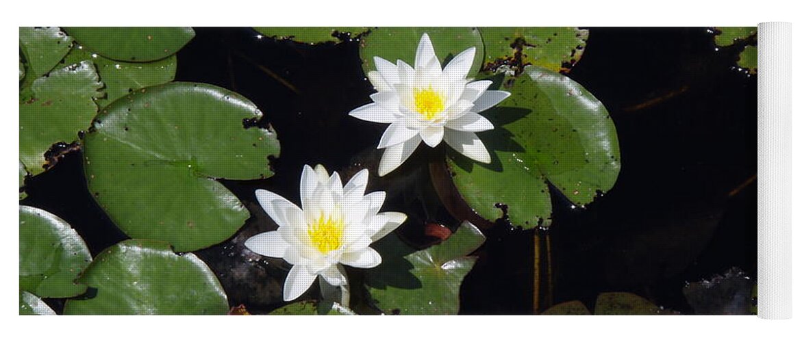 Nature Yoga Mat featuring the photograph 2 Water Lily by Robert Nickologianis