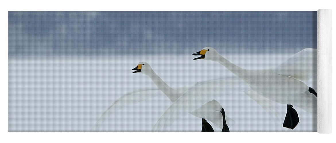 Whooper Swan Yoga Mat featuring the photograph Whooper Swans #2 by M. Watson