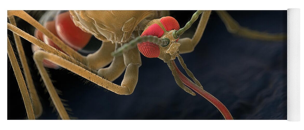 3d Visualisation Yoga Mat featuring the photograph Anopheles Mosquito #20 by Science Picture Co