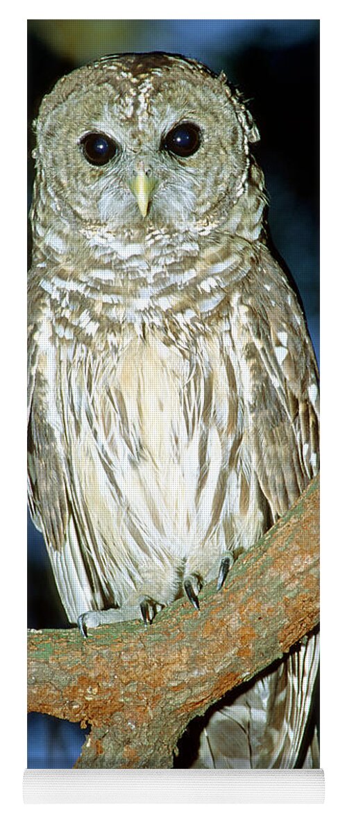 Barred Owl Yoga Mat featuring the photograph Barred Owl #24 by Millard H. Sharp