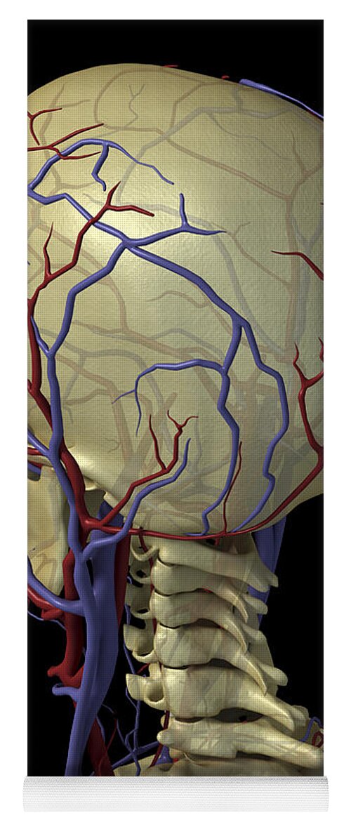 Blood Vessels Yoga Mat featuring the photograph The Cardiovascular System #26 by Science Picture Co