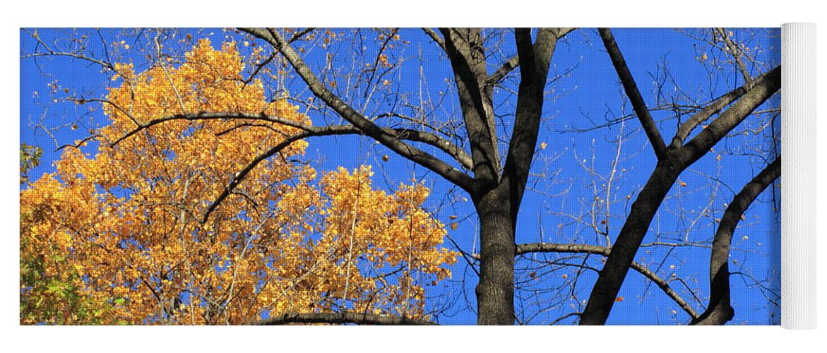 Art Yoga Mat featuring the photograph Autumn Trees #1 by Frank Romeo