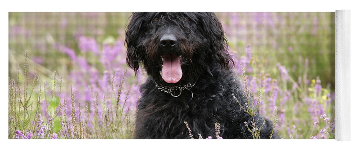 Labradoodle Yoga Mat featuring the photograph Black Labradoodle #3 by John Daniels