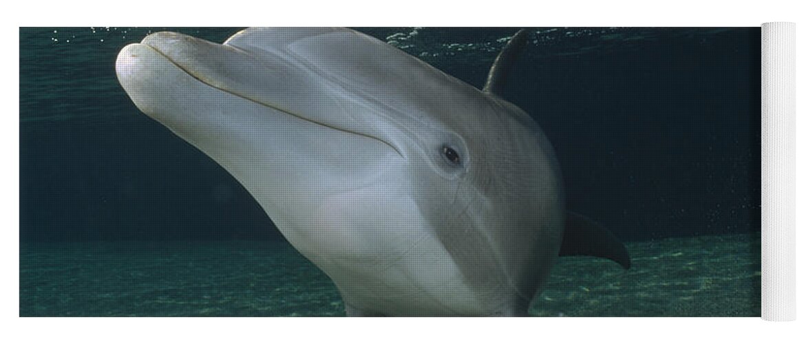 Feb0514 Yoga Mat featuring the photograph Bottlenose Dolphin Portrait Hawaii #3 by Flip Nicklin