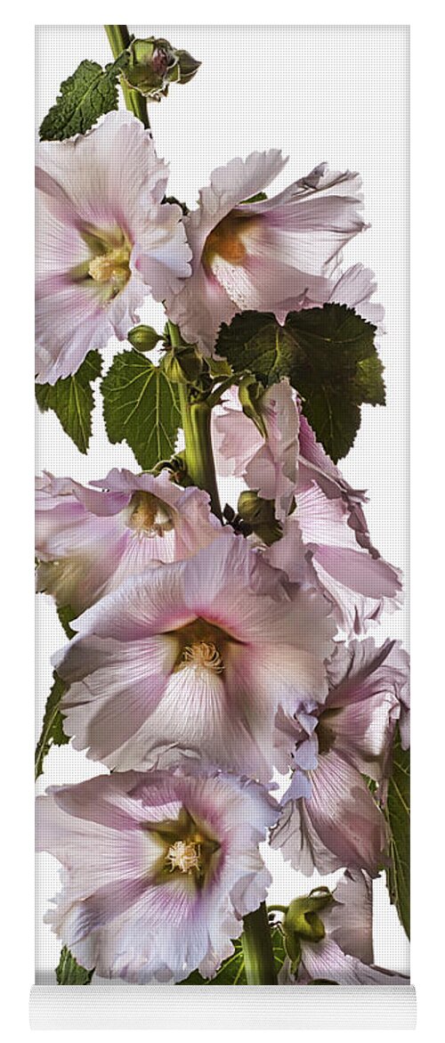 Flower Yoga Mat featuring the photograph Hollyhock #3 by Endre Balogh