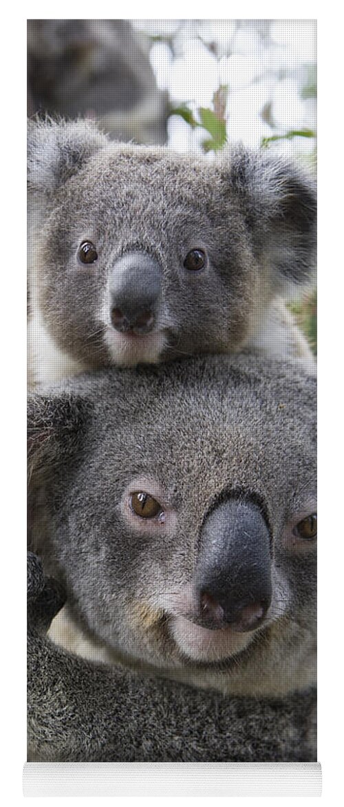 Feb0514 Yoga Mat featuring the photograph Koala Mother And Joey Australia #3 by Suzi Eszterhas