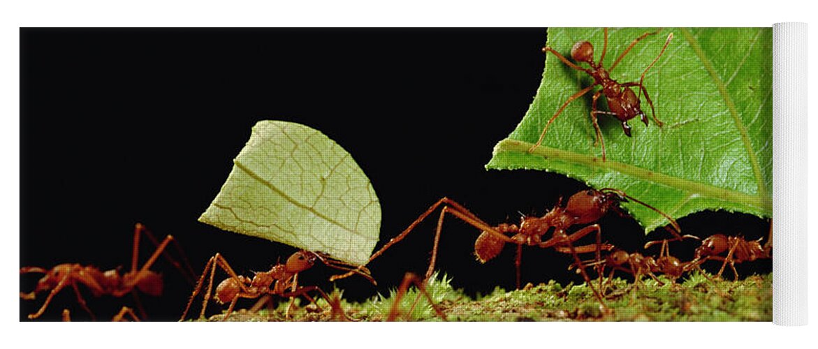 Feb0514 Yoga Mat featuring the photograph Leafcutter Ants Carrying Leaves French #3 by Mark Moffett