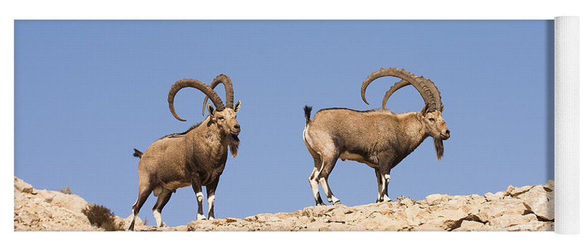 Ibex Yoga Mat featuring the photograph Male Nubian Ibex #3 by Eyal Bartov