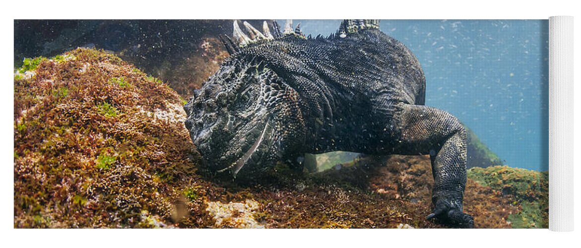 Tui De Roy Yoga Mat featuring the photograph Marine Iguana Feeding On Algae Punta #4 by Tui De Roy