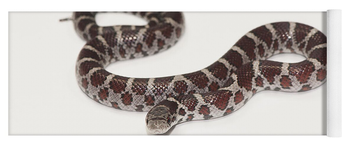 Snake Yoga Mat featuring the photograph Milk Snake, Lampropeltis Triangulum #3 by Scott Camazine