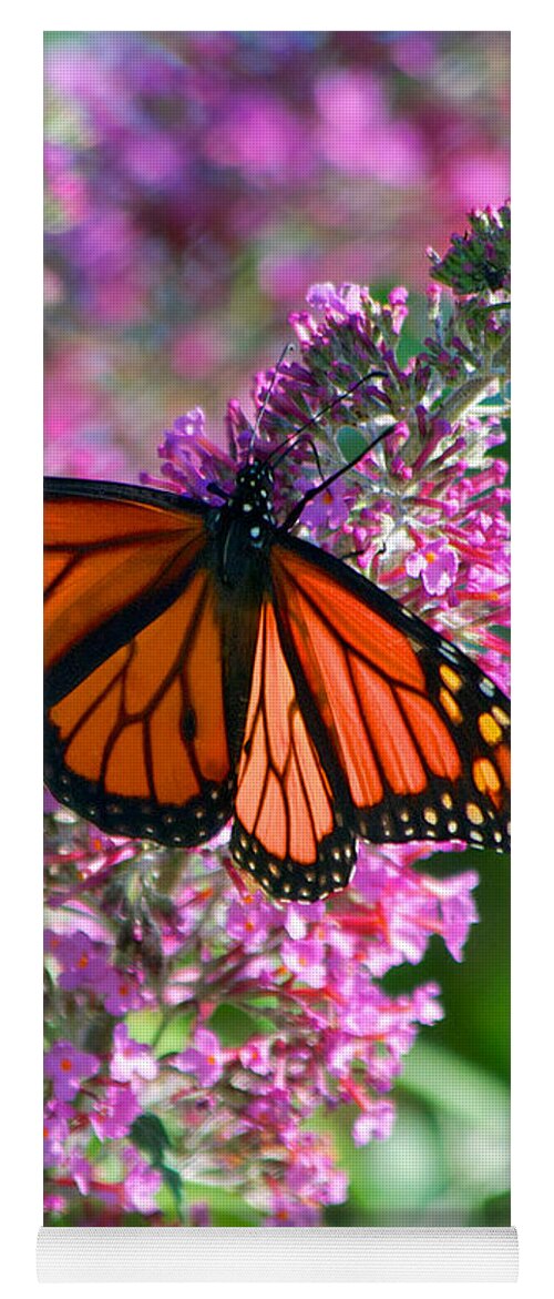 Butterfly Yoga Mat featuring the photograph Monarch Butterfly #3 by Mark Dodd
