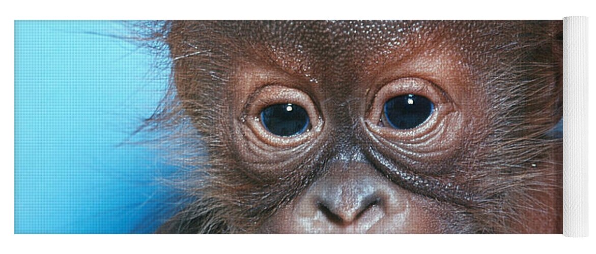 Animal Yoga Mat featuring the photograph Orangutan Pongo Pygmaeus Baby by Toni Angermayer
