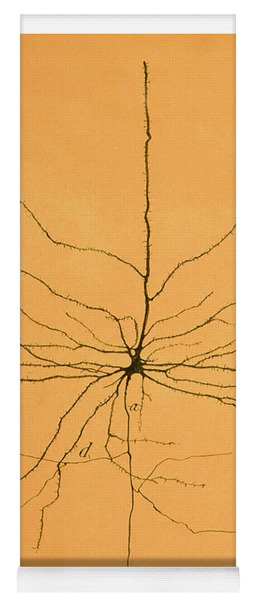 Pyramidal Cell Yoga Mat featuring the photograph Pyramidal Cell In Cerebral Cortex, Cajal #4 by Science Source