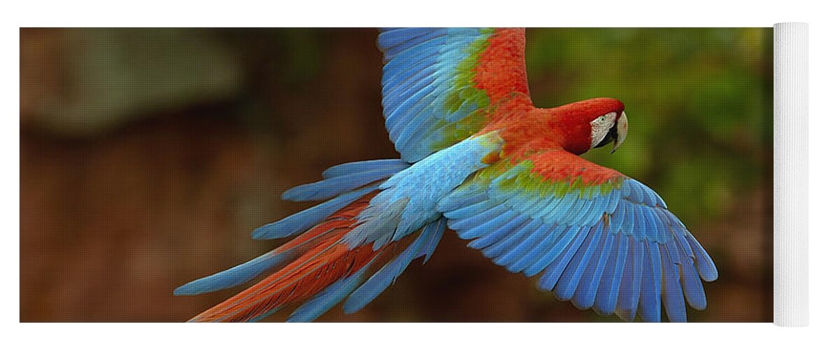 Feb0514 Yoga Mat featuring the photograph Red And Green Macaw Flying Brazil #3 by Pete Oxford