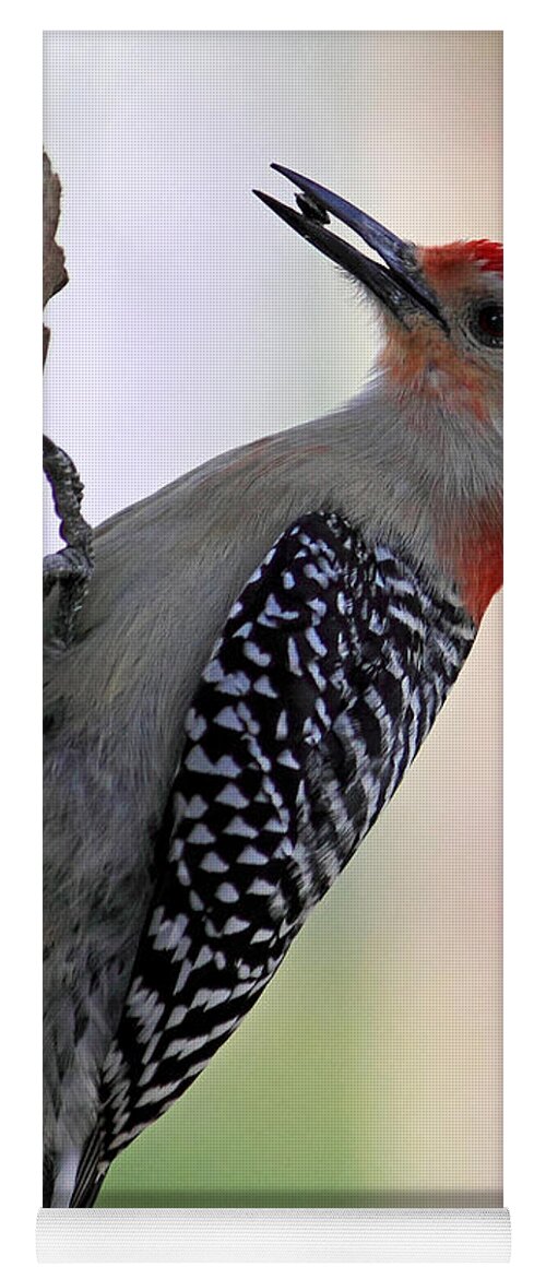 Red-bellied Woodpecker Yoga Mat featuring the photograph Red Bellied Woodpecker #1 by Meg Rousher