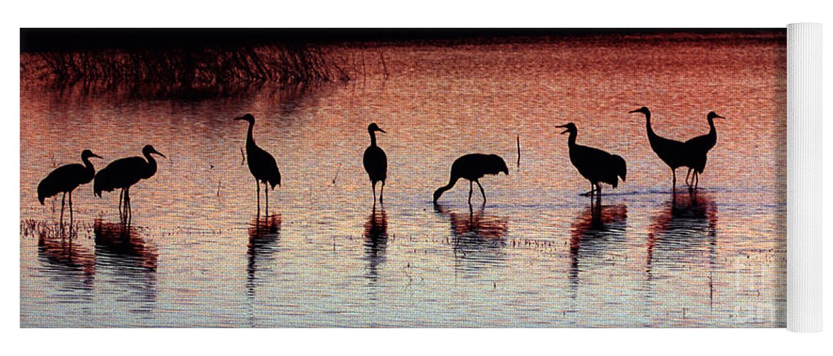 Birds Yoga Mat featuring the photograph Sandhill Cranes #1 by Steven Ralser