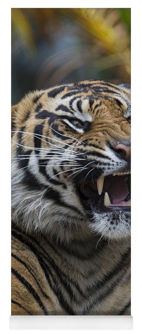 San Diego Zoo Yoga Mat featuring the photograph Sumatran Tiger #3 by San Diego Zoo