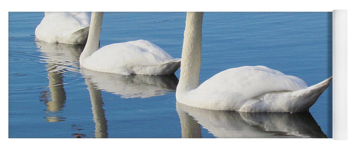 Swans Yoga Mat featuring the photograph 3 Swans A-Swimming by Lori Lafargue