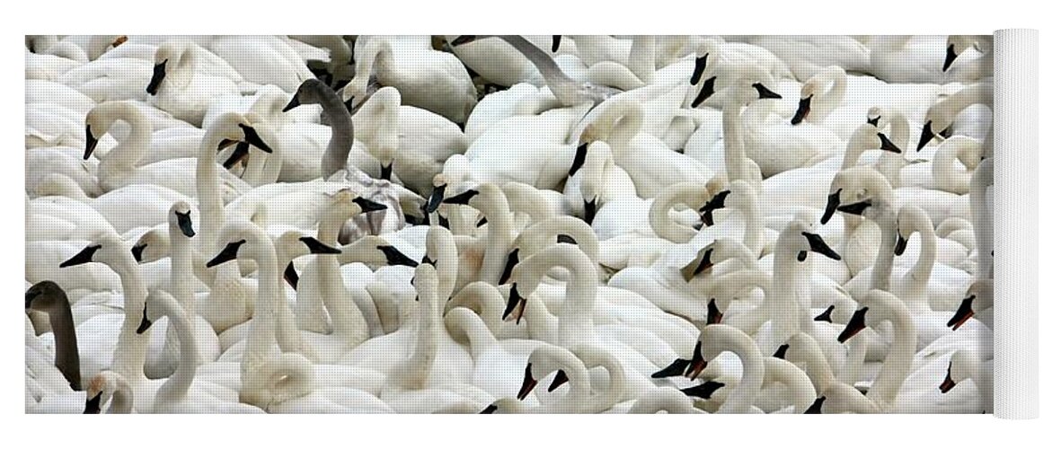 Swan Yoga Mat featuring the photograph Trumpeter Swans #3 by Amanda Stadther