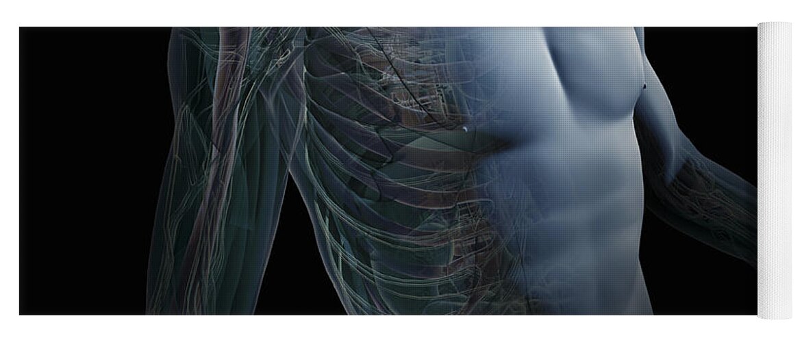 Digitally Generated Image Yoga Mat featuring the photograph Human Anatomy #37 by Science Picture Co