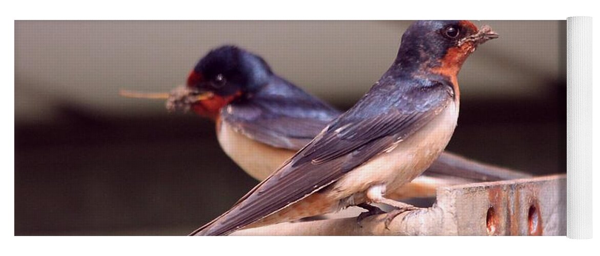 Mccombie Yoga Mat featuring the photograph Barn Swallows Constructing Their Nest #3 by J McCombie