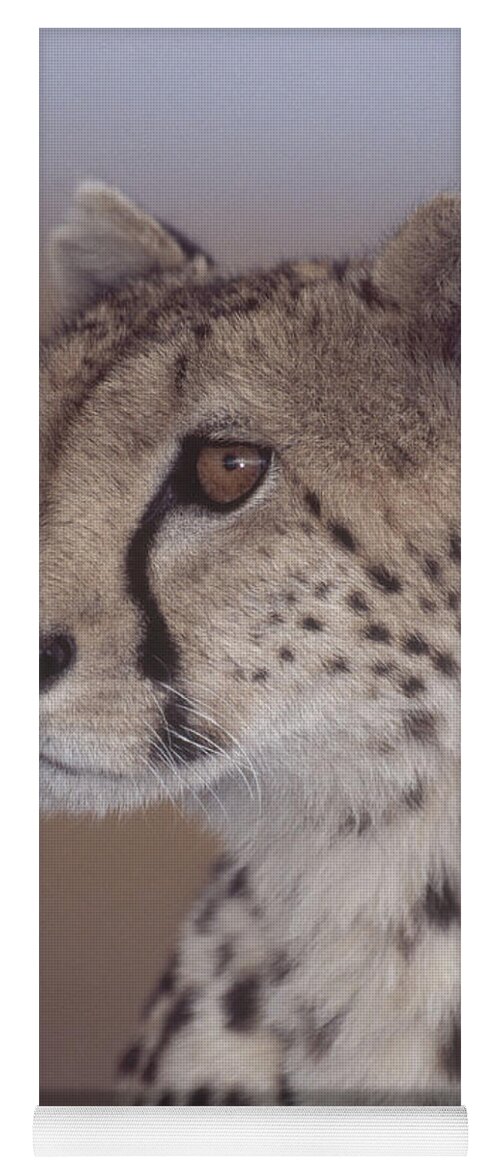 Acinonyx Yoga Mat featuring the photograph Cheetah #4 by Charles Angelo
