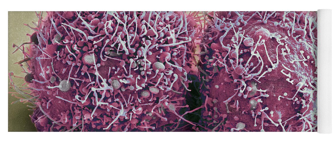 Science Yoga Mat featuring the photograph Dividing Hela Cells, Sem by Science Source