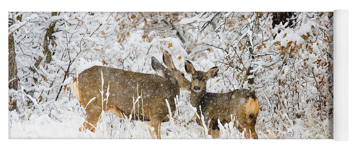 Deer Yoga Mat featuring the photograph Doe Mule Deer in Snow #4 by Steven Krull