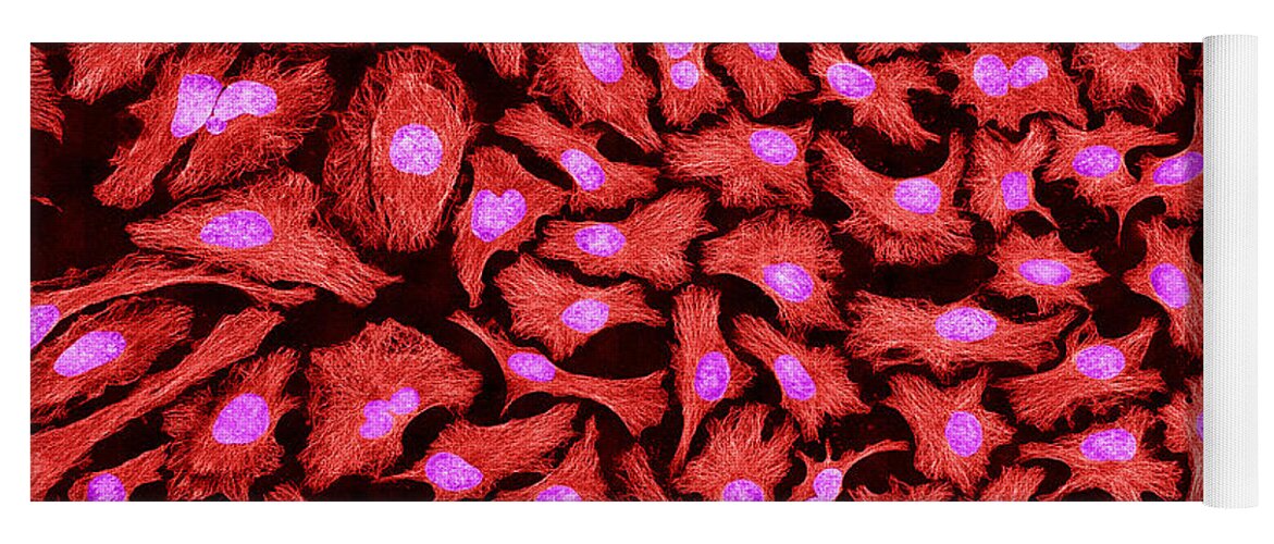 Science Yoga Mat featuring the photograph Hela Cells, Mfm #4 by Science Source