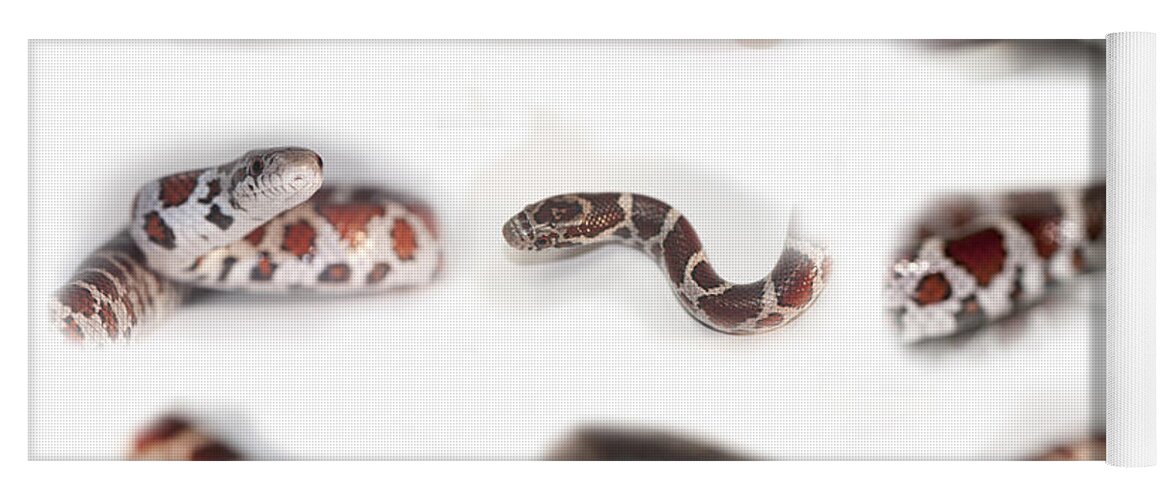 Snake Yoga Mat featuring the photograph Milk Snake, Lampropeltis Triangulum #4 by Scott Camazine