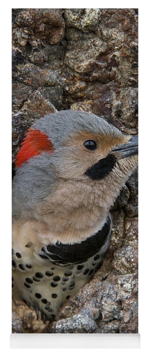 Michael Quinton Yoga Mat featuring the photograph Northern Flicker In Nest Cavity Alaska #4 by Michael Quinton