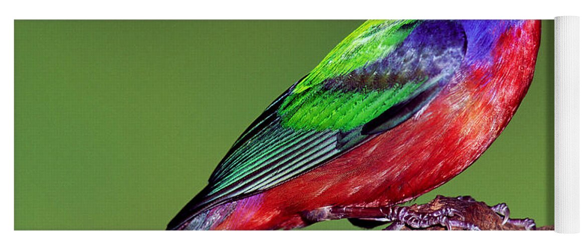 Nature Yoga Mat featuring the photograph Painted Bunting #4 by Millard H. Sharp