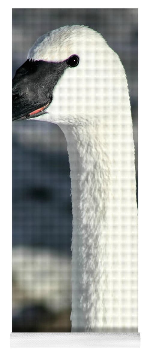 Swan Yoga Mat featuring the photograph Trumpeter Swan Portrait #4 by Amanda Stadther