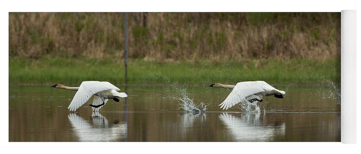 Anatidae Yoga Mat featuring the photograph Trumpeter Swans Cygnus Buccinator #4 by Linda Freshwaters Arndt