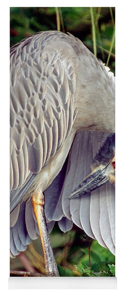 Nature Yoga Mat featuring the photograph Yellow Crowned Night Heron #4 by Millard H. Sharp