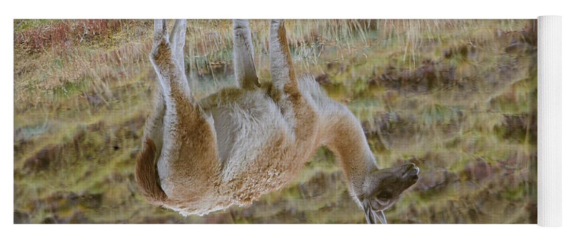 Chilean Fauna Yoga Mat featuring the photograph Guanacos In Chilean National Park #5 by John Shaw