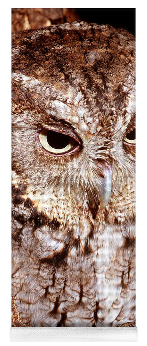 Owl Yoga Mat featuring the photograph Screech Owl #5 by Millard H. Sharp
